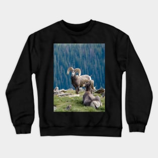 Long horn sheep on a mountain ledge Crewneck Sweatshirt